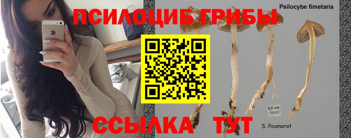 Псилоцибиновые грибы GOLDEN TEACHER  Вход с VPN  Бузулук  Псилоцибиновые грибы Magic Shrooms 